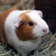 Pet Shops Icon