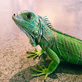 Reptile Icon