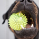 Dogs & Puppies Icon