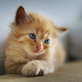 Cats & Kittens Icon