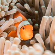 Clownfish in a tropical fish tank