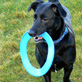 Pet Products Icon