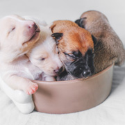 Sleeping puppies