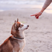 A dog trainer in action