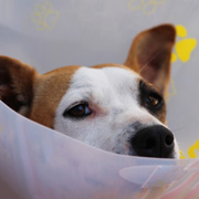 Poorly dog