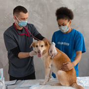 Vet monitoring a dog