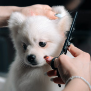 A dog being groomed