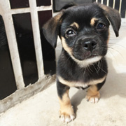 Dog at a boarding home