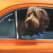 Dog enjoying a car journey
