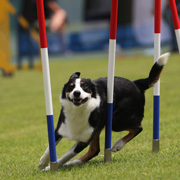 Dog slalom