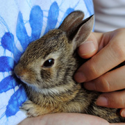 Baby rabbit in a girl's hand