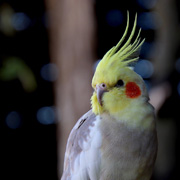 Cockatiel