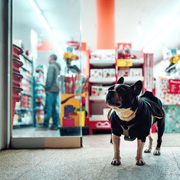 Dog in a pesto shop