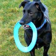 Dog with frisbee