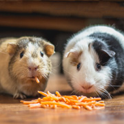 Hamsters eating