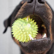 Dog with his favourite toy