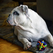 Dog protecting with favourite toy