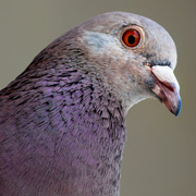 Racing Pigeon